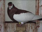 Rakovnicker Roller