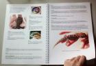 Buch PAROEDURA PICTA Großkopfgeckos mit einzigartigen Fakten