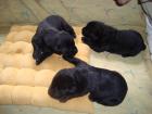 Reinrassige schwarze Labradorwelpen zu verkaufen