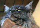 Wunderschöne große typvolle Maine Coon Katzen