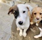 Ronja sucht ein passendes Zuhause