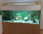 Sehr schönes Aquarium zu verkaufen 160cm x 80cm x 60cm