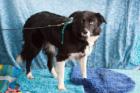 AMINA - Mischling - 10 Jahre - Tierhilfe-Franken e. V.