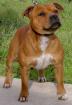 Staffordshire Welpen Rüde gesucht