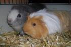2 liebe Meerschweinchen abzugeben verkaufen mit Zubehör etc.