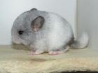 Chinchillas ab zu geben wegen zucht verkleinerung