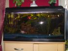 Verkaufe Aquarium Komplettset /112l auch mit Fischen