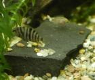 Grünflossenbuntbarsche Amatitlania nigrofasciatus