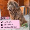 Suna w Neufundländer 5 Jahre 70 cm Slowakei