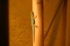 1 1 Phelsuma Quadriocellata Parva West mit Terrarium