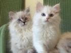 Ricky und Rosaly SchwaebischeNeva