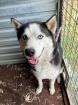 Valhalla - freundliche Husky-Mix Dame