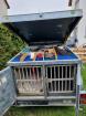Hundeanhänger 3 Boxer isoliert