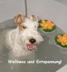 Hundesalon Hundeausbildung Hundeschule