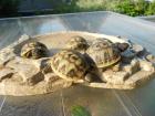 Griechische Landschildkröten THB robuste Ostrasse Nachzuchten aus 2020 2021 und 2022