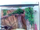 TOP Neuwertig1 20 x 50 x 50 Terrarium mit allem Zubehör 2 grüne Wasseragam