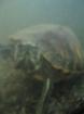 Muss meine Wasserschildkröte abgeben