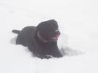 Suche Reinrassige Labrador Hündin zum Decken