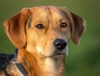 COOPER - bildhübscher Mischling - 1 5 Jahre - Tierhilfe-Franken e. V.