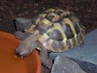 Suche Thb NZ 05 als Zweittier