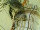 Hallo wir sind Zwei Katzen und suchen ein Neues und Liebevolles Zuhause