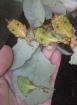 Wandelnde Blätter phyllium philippinicum giganteum toboloense