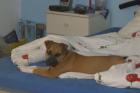 Ich suche pit bull oder american steffordshire