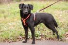 LORENA - Mischling - 3 Jahre - Tierhilfe-Franken e. V.