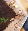 Riesenschnecken Achatschnecken Archachatina Achatina
