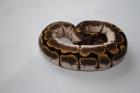 Königspython / Python Regius / Ball Python