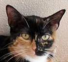 Dreifarbige liebe Katze Martina