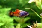 Platys eigene Zucht Versand/ Abholung