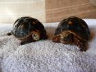 Zwei Köhlerschildkröten m u. w 2 Jahre zu verkaufen