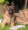BUBILE - freundlicher Schäferhund - 8 Monate - Tierhilfe-Franken e. V.