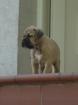 Keine Fila Brasileiro Welpen sondern robuste