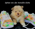 Pomeranianwelpen black-tan