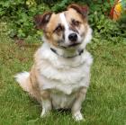 CORGIE - Corgie - 10 Jahre - Tierhilfe-Franken e. V.