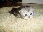 6 Perser kitten suchen ein neues Zuhause.