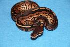 Python regius adulte Tiere und Nachzuchten 2022