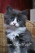 Lieber verschmuster Maine Coon Babykater zu verkaufen