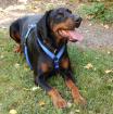 NEO - liebenswerter Dobermann - 6 Jahre - Tierhilfe Franken e. V.