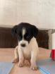 Priska sucht ein passendes Zuhause