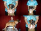 Sehr schöne 11 5 Wochen Boxer Hündin zum verkaufen
