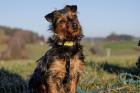 KALINKA - Yorki-Mix - 1 Jahr - Tierhilfe-Franken e. V.
