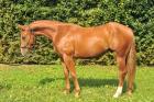 Superhübscher kräftiger Quarter Horse Wallach