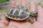 Griechische Landschildkröten vom letzen Jahr abzugeben
