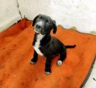 Dino sucht ein passendes Zuhause