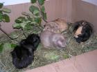 Heu für Kaninchen Meerschweinchen und andere Nager