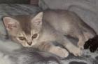 Bkh kitten