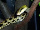 Taiwan Schönnatter ca. 2 60 m lang günstig abzugeben.